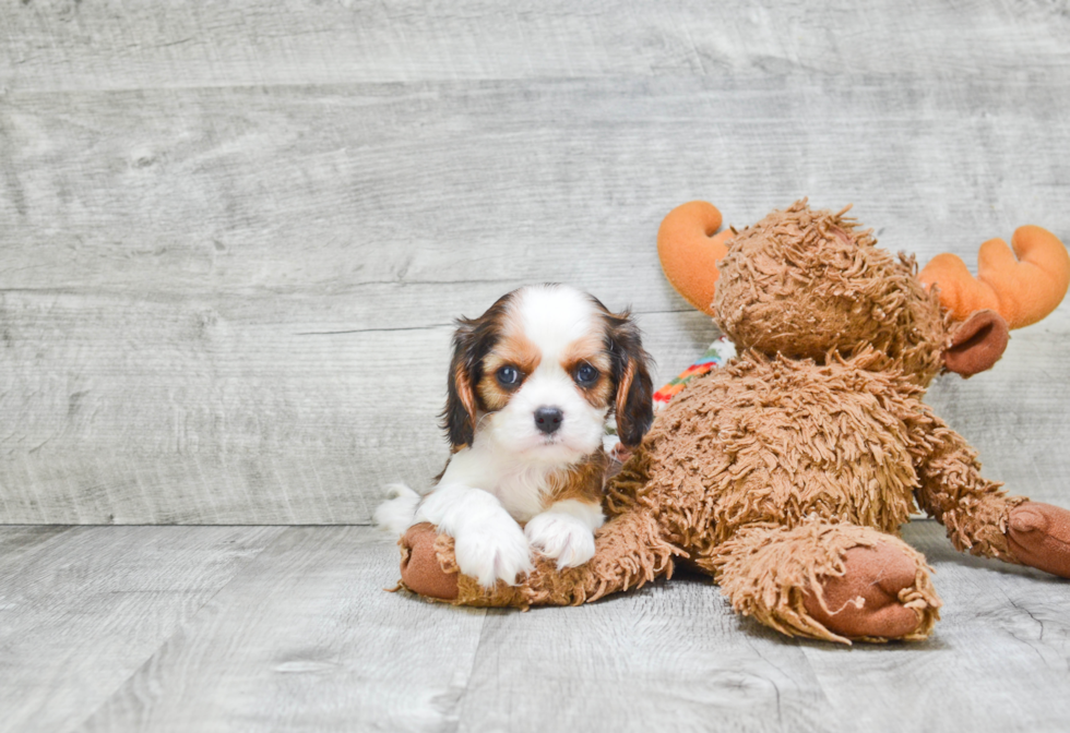 Energetic Cavalier Designer Puppy