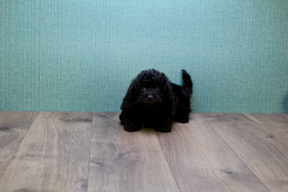 Cavapoo Puppy for Adoption