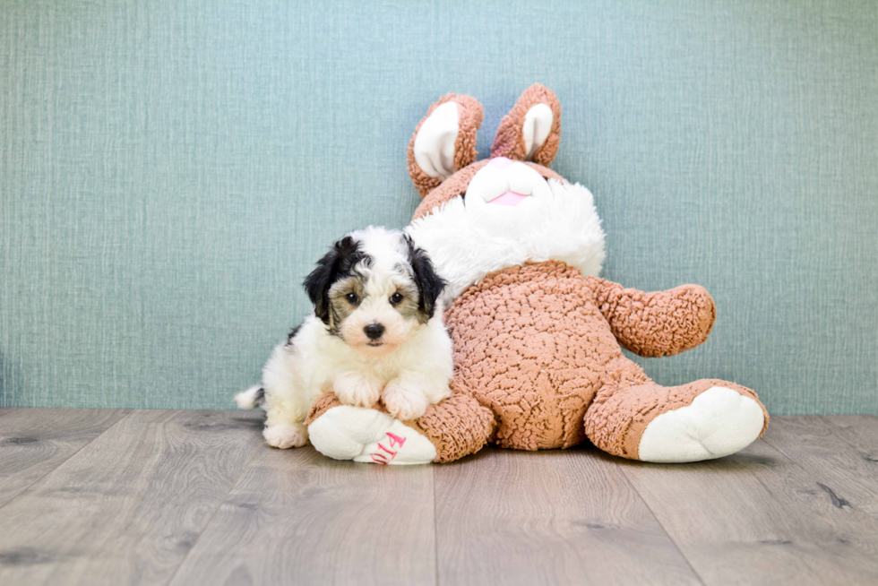 Maltipoo Puppy for Adoption