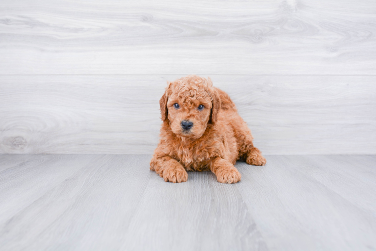 Best Mini Goldendoodle Baby