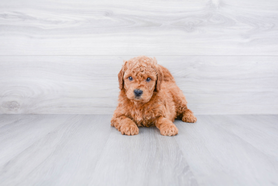 Best Mini Goldendoodle Baby