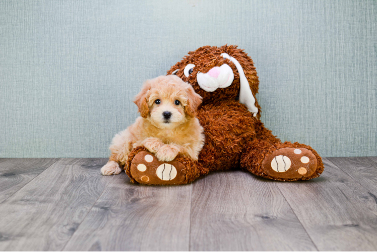 Maltipoo Puppy for Adoption