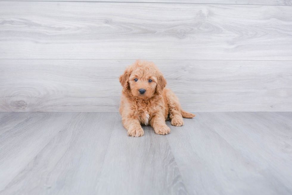 Little Golden Retriever Poodle Mix Puppy