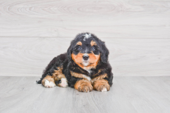 Mini Bernedoodle Puppy for Adoption