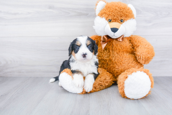 Best Mini Bernedoodle Baby