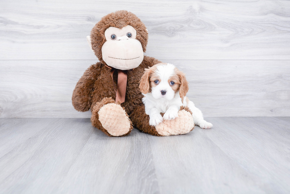 Popular Cavalier King Charles Spaniel Baby