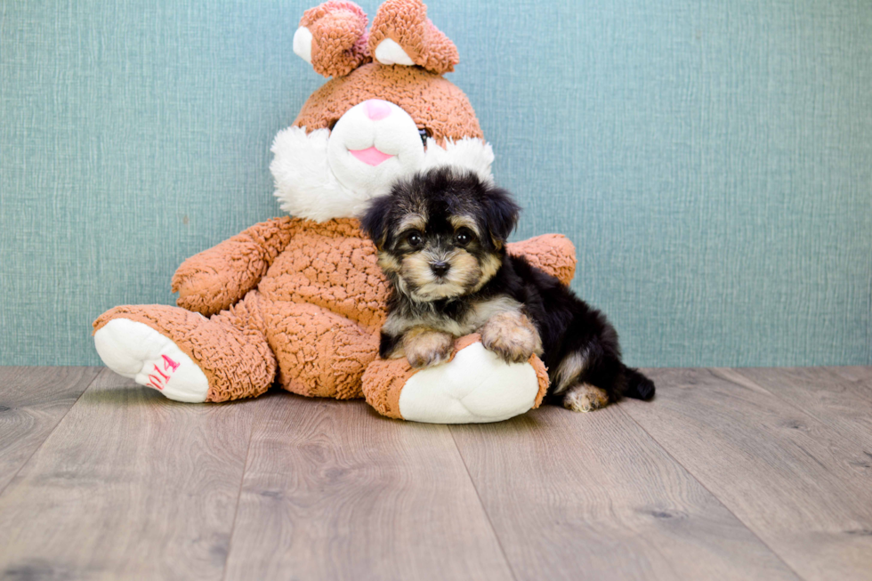 Fluffy Morkie Designer Pup