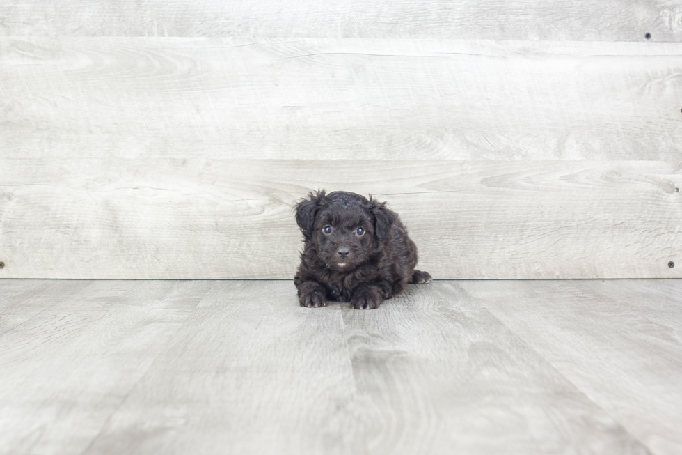 Mini Aussiedoodle Puppy for Adoption