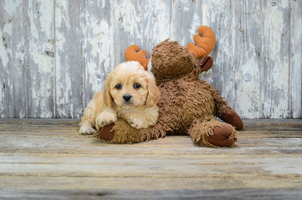 Cavachon Puppy for Adoption