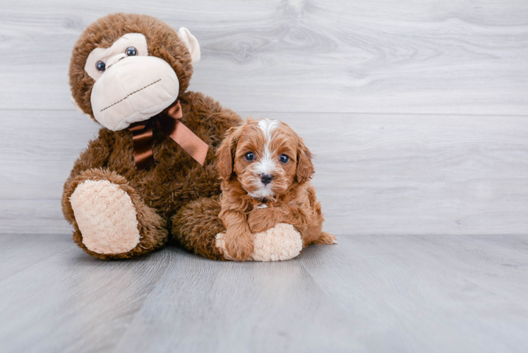 Best Cavapoo Baby