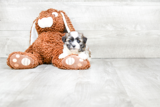 Teddy Bear Pup Being Cute