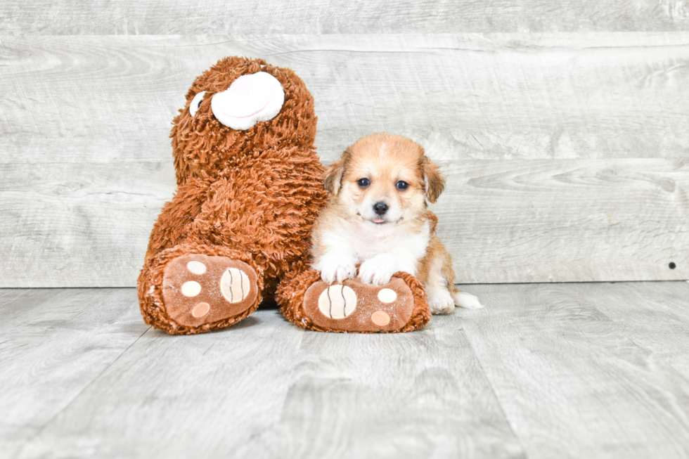 Playful Havanese Baby