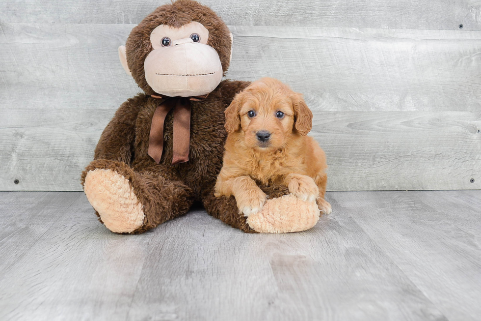 Mini Goldendoodle Puppy for Adoption