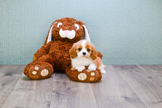 Cavalier King Charles Spaniel Pup Being Cute