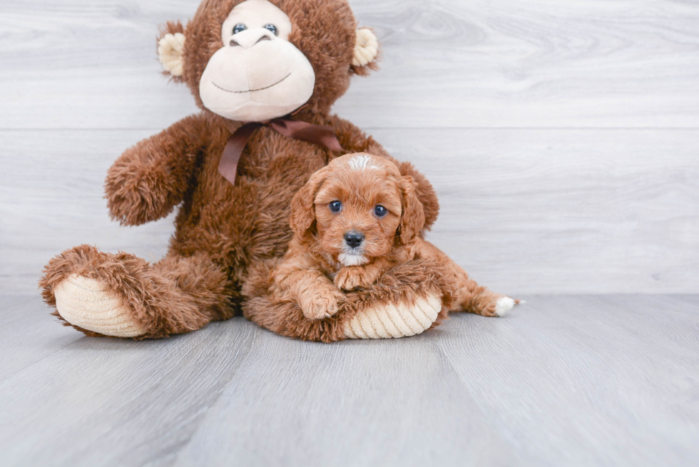 Cute Cavapoo Baby