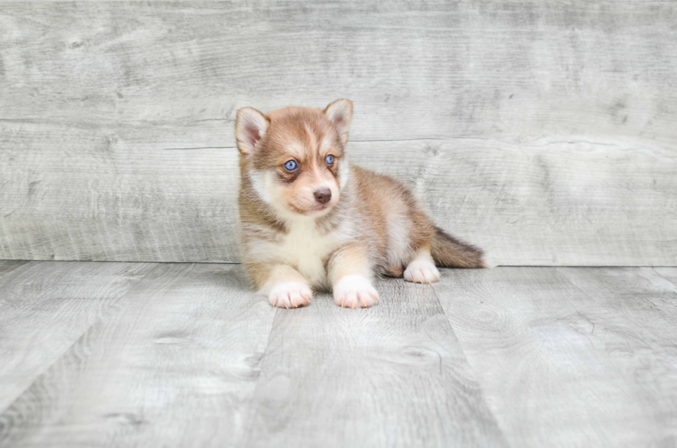 Pomsky Puppy for Adoption