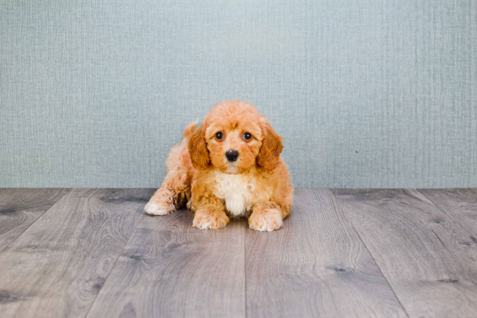 Little Golden Retriever Poodle Mix Puppy