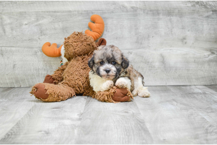 Teddy Bear Puppy for Adoption