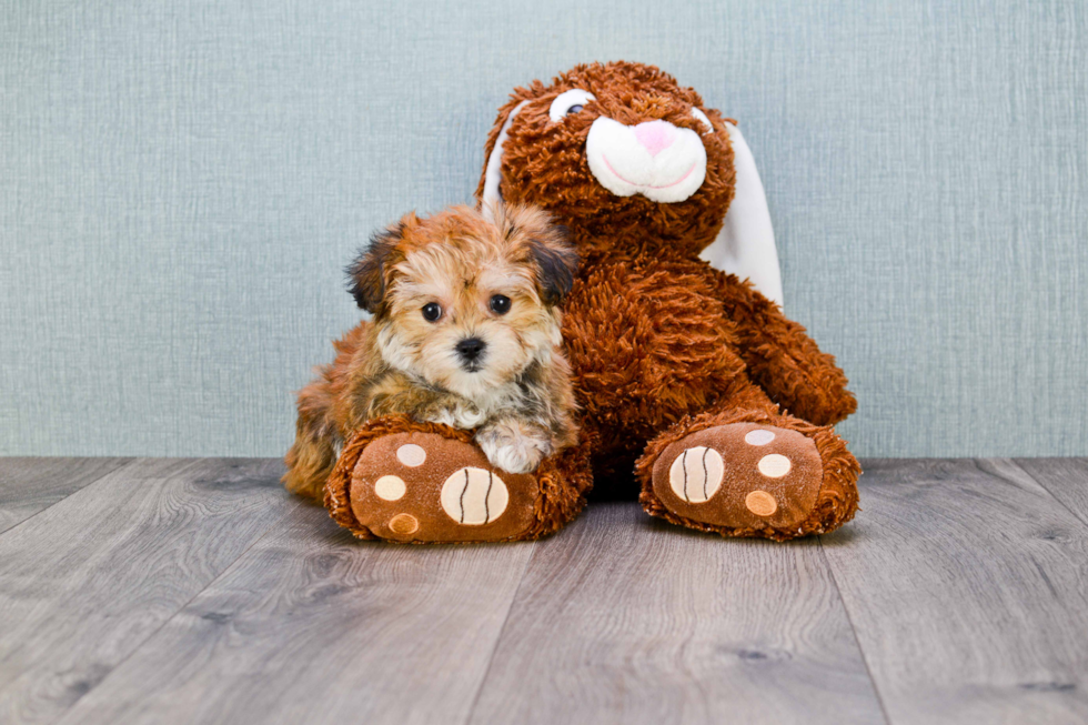 Fluffy Morkie Designer Pup