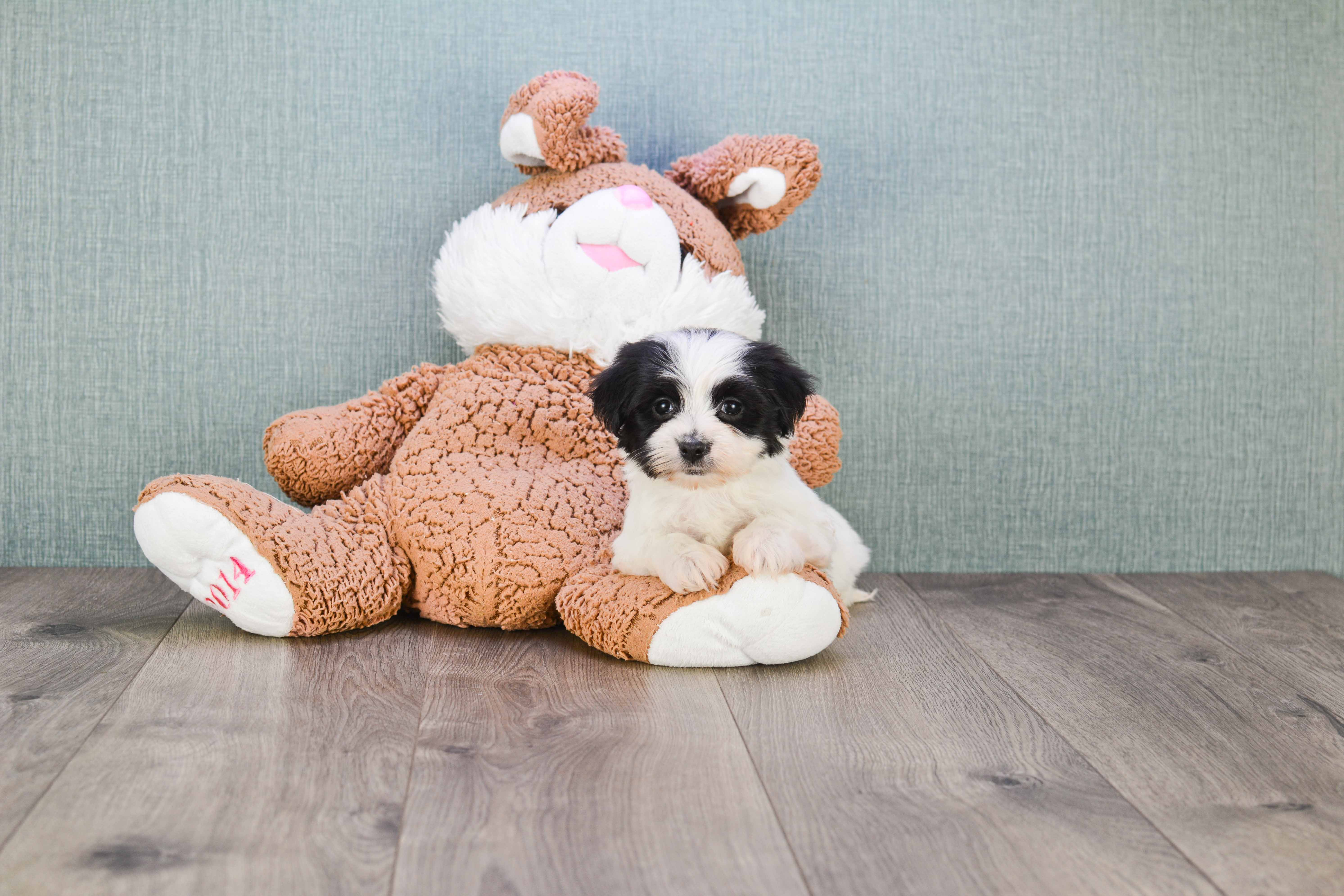 Funny Morkie Designer Pup