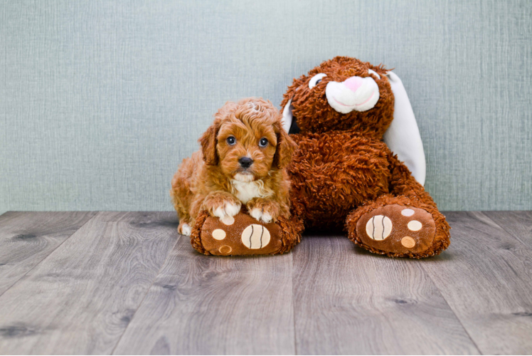 Small Cavapoo Baby