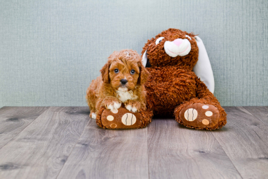 Small Cavapoo Baby