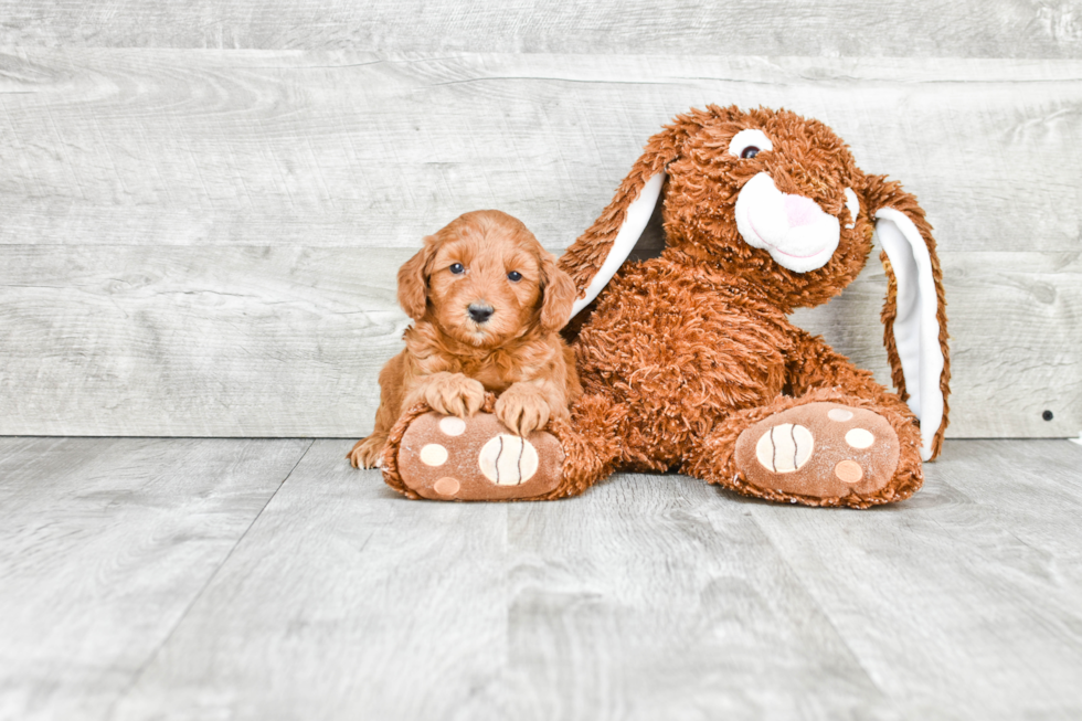 Fluffy Mini Goldendoodle Poodle Mix Pup