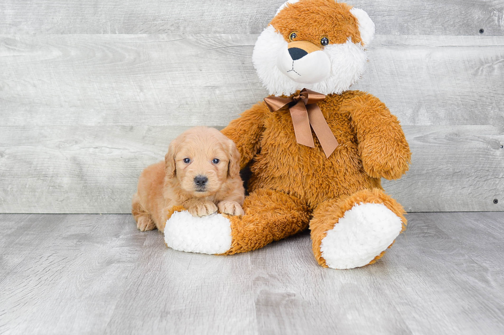 Hypoallergenic Golden Retriever Poodle Mix Puppy