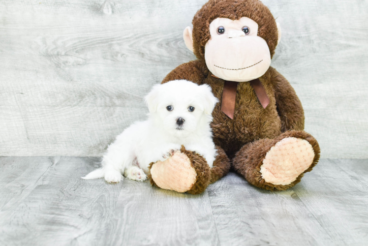 Adorable Shichon Designer Puppy