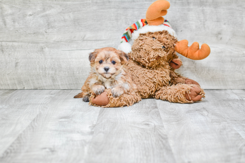 Adorable Yorkie Designer Puppy