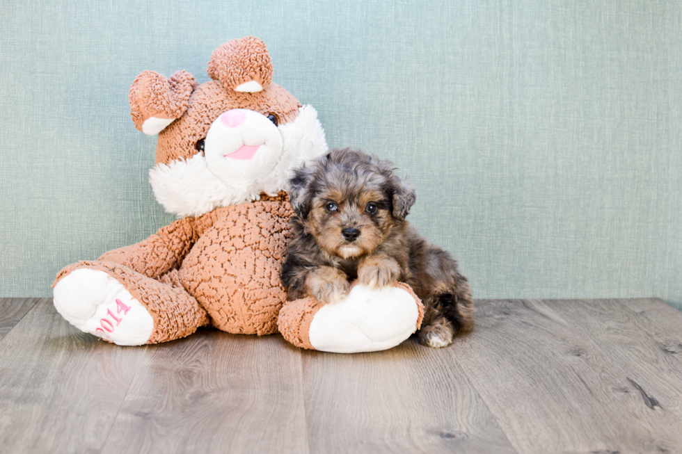 Mini Aussiedoodle Puppy for Adoption