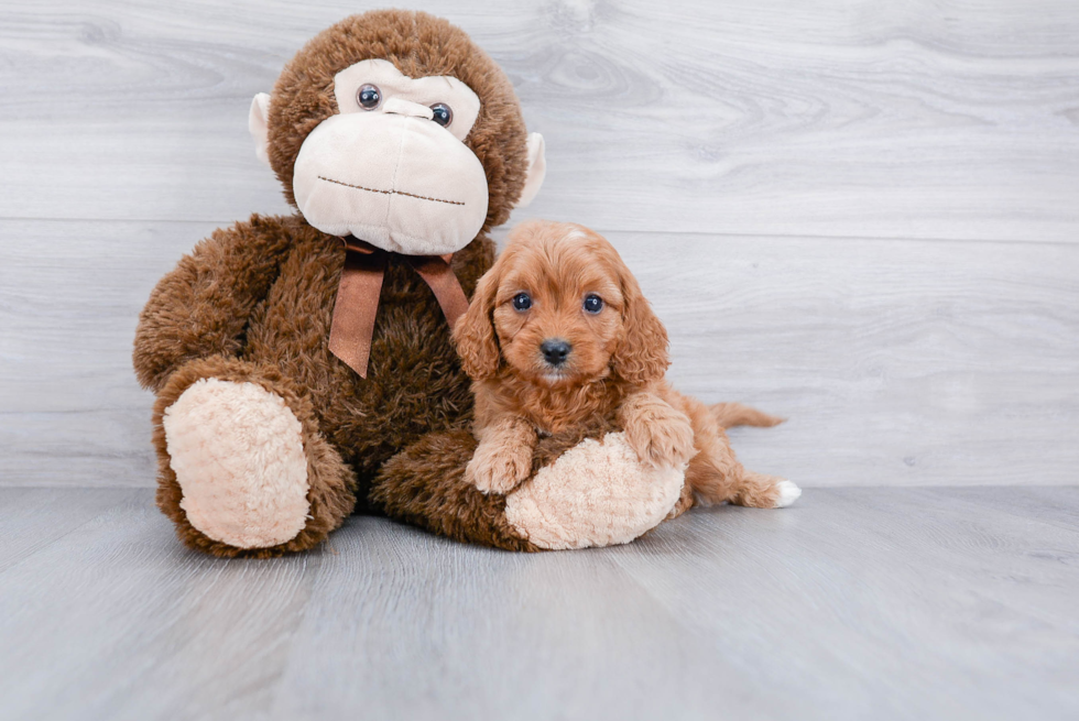 Cute Cavapoo Baby