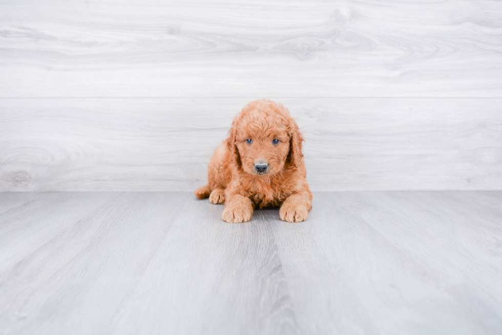 Mini Goldendoodle Puppy for Adoption