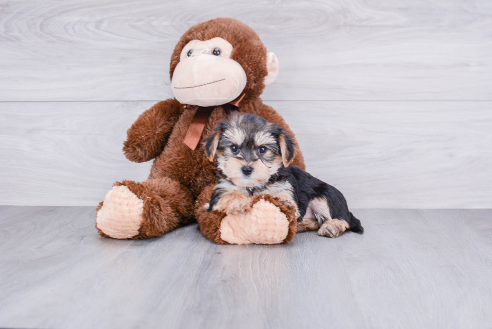 Energetic Yorkie Designer Puppy
