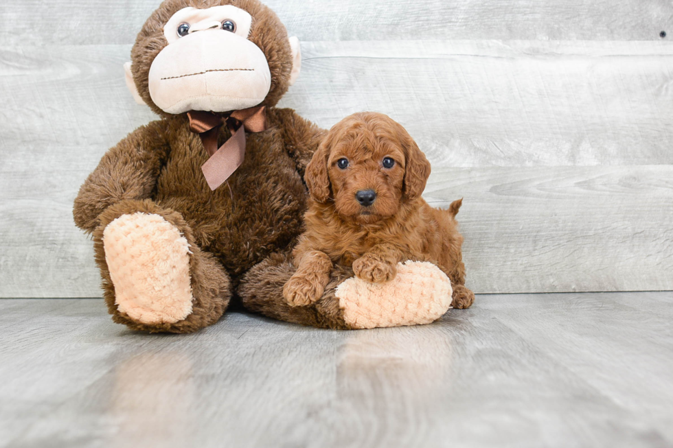 Small Mini Goldendoodle Baby