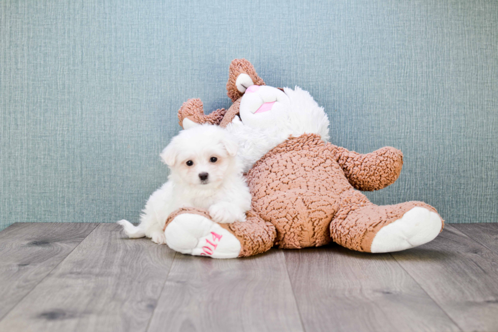 Maltese Pup Being Cute