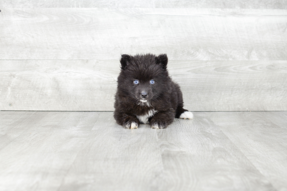 Adorable Mini Husky Designer Puppy