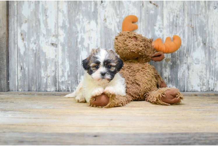 Teddy Bear Pup Being Cute