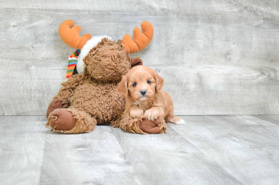 Popular Cavapoo Poodle Mix Pup