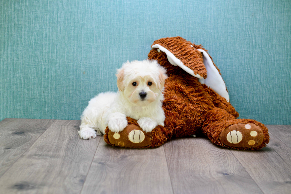 Maltipoo Puppy for Adoption