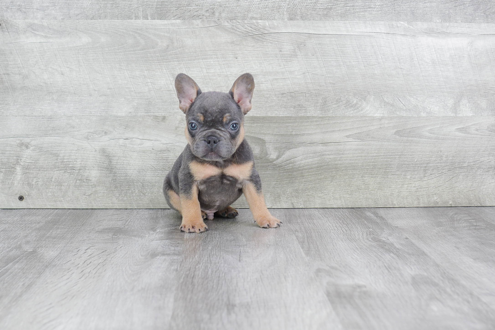 Best French Bulldog Baby