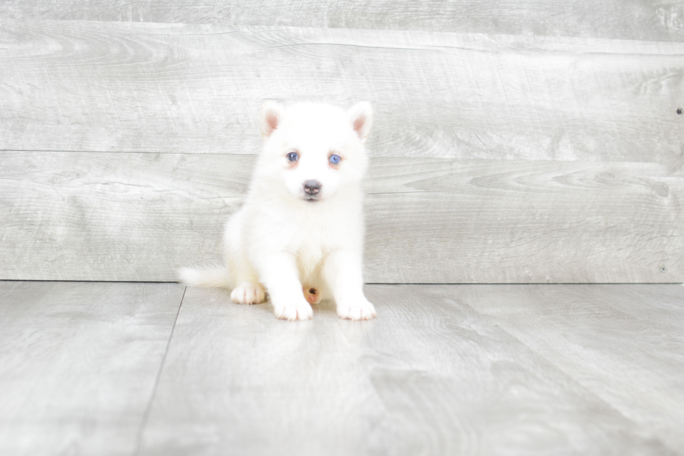 Best Pomsky Baby