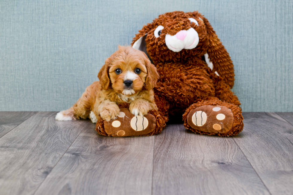 Cavapoo Puppy for Adoption