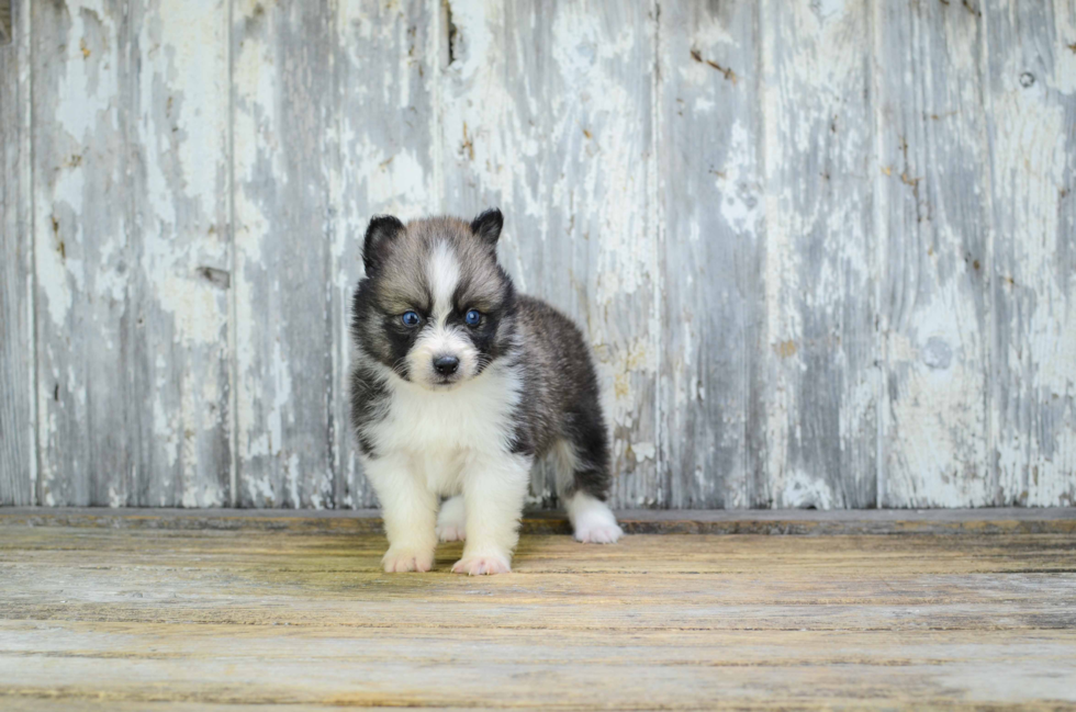 Pomsky Pup Being Cute