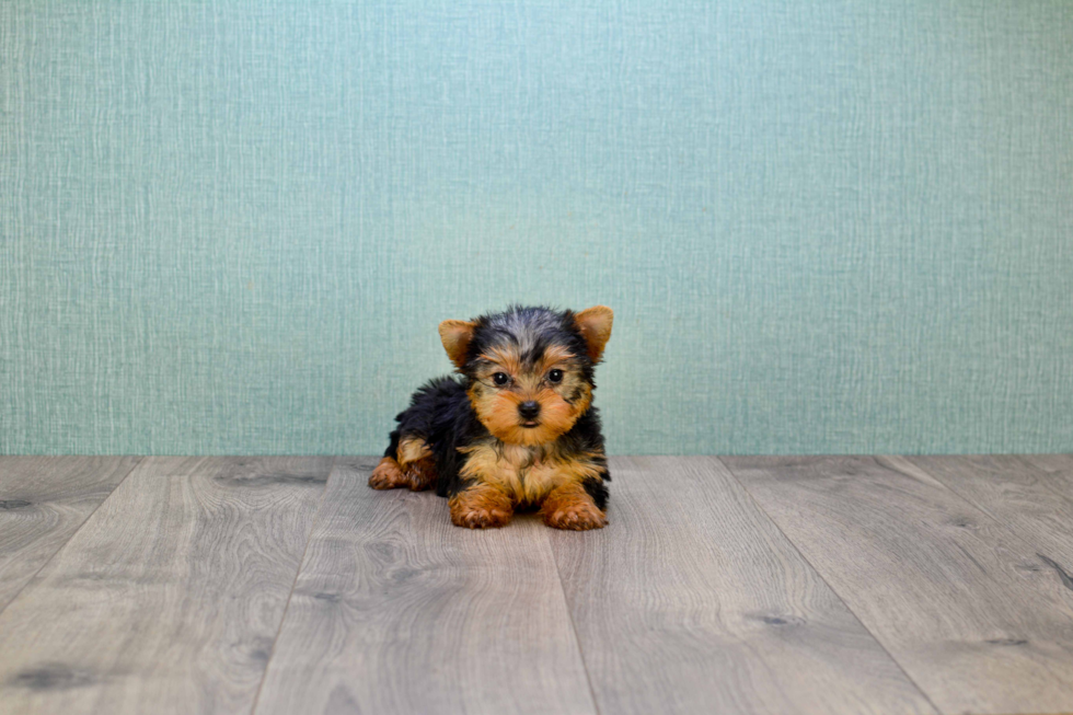 Meet Goldie - our Yorkshire Terrier Puppy Photo 