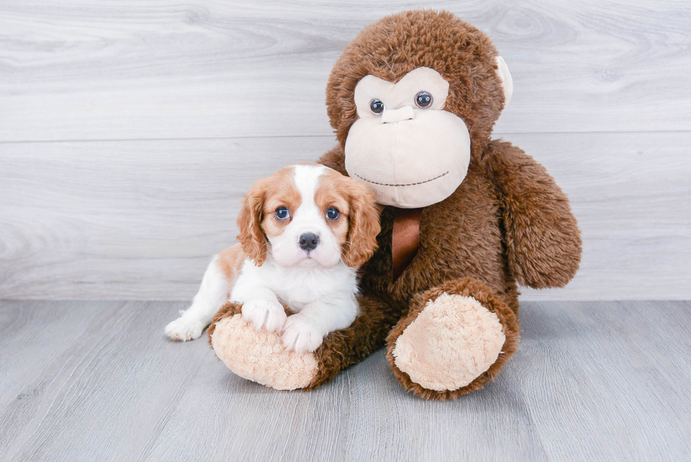 Best Cavalier King Charles Spaniel Baby