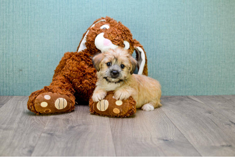 Hypoallergenic Yorkie Designer Puppy