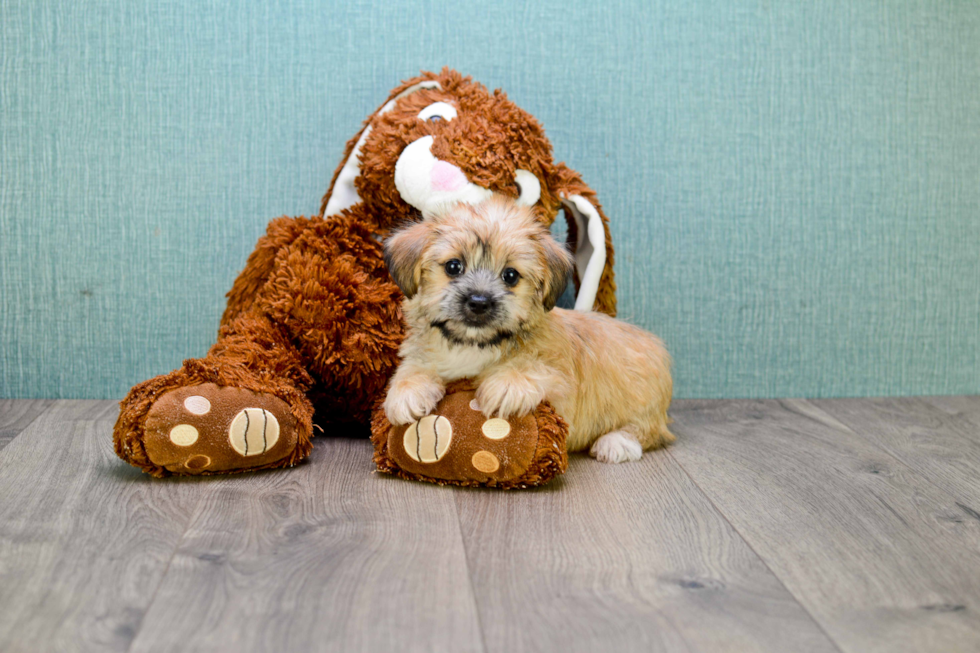 Hypoallergenic Yorkie Designer Puppy