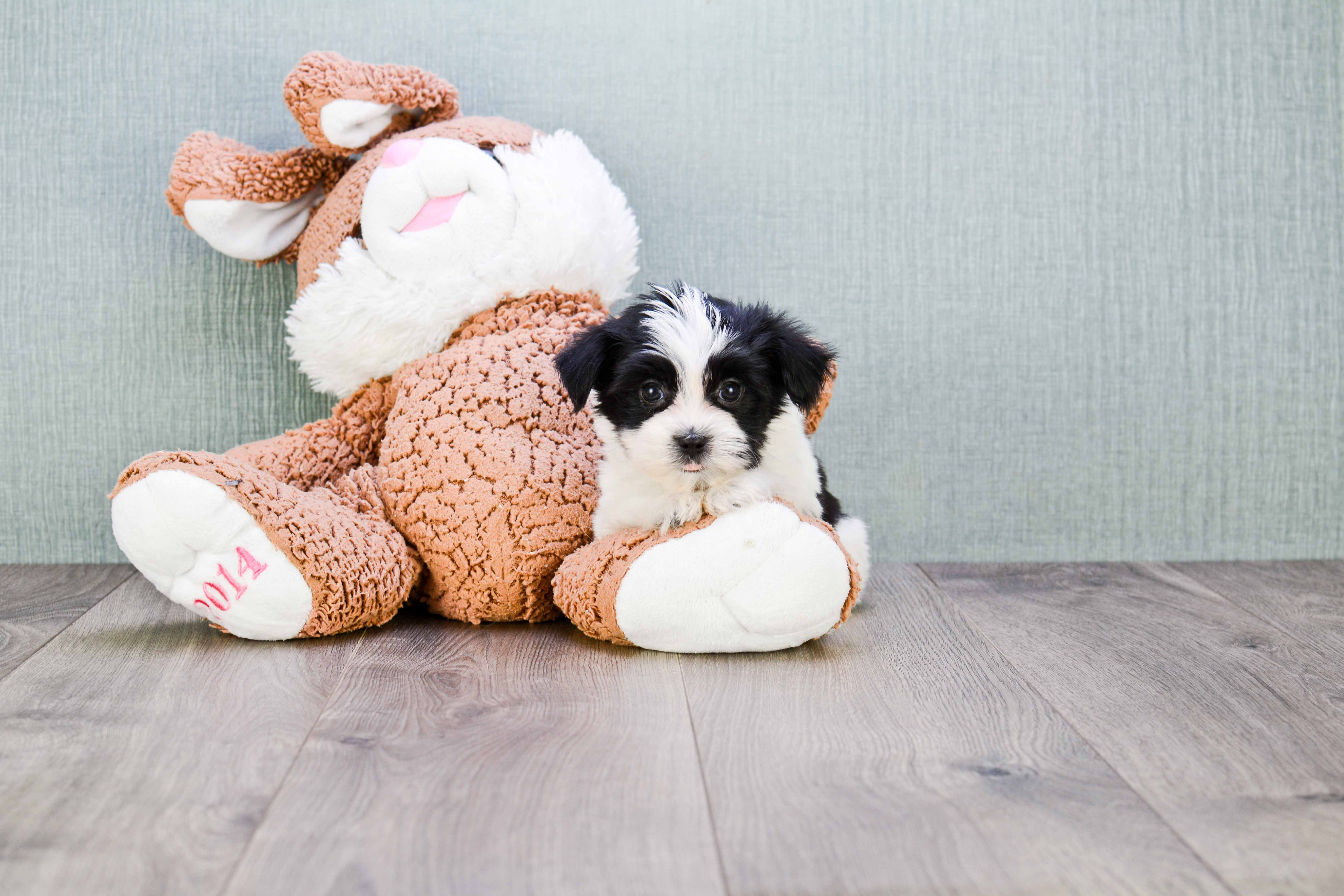 Funny Morkie Designer Pup