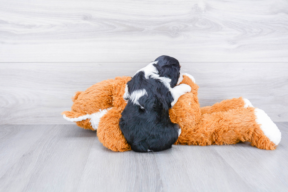 Cavalier King Charles Spaniel Pup Being Cute